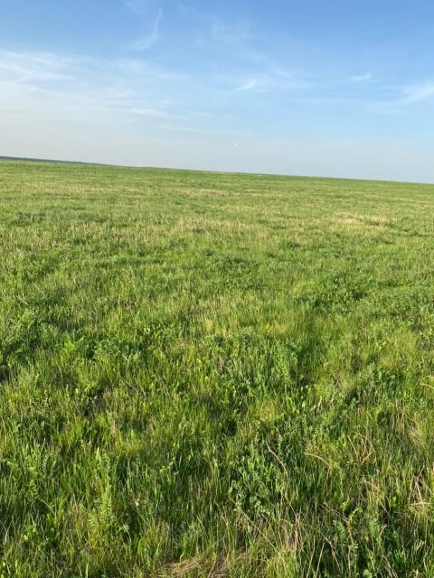 Четвертое поле люцерны. Фото 14$Закладка корма для КРС. Четвертое поле люцерны. Фото 14