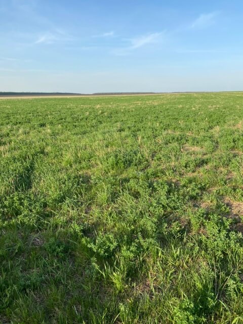 Четвертое поле люцерны. Фото 12$Закладка корма для КРС. Четвертое поле люцерны. Фото 12