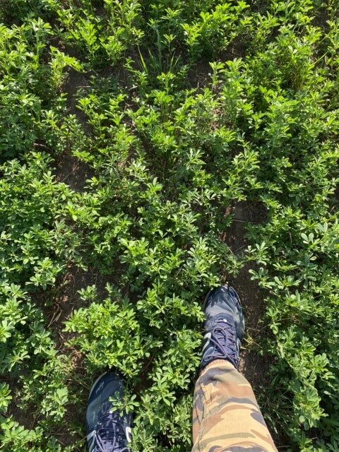 Второе поле люцерны. Фото 8$Закладка корма для КРС. Второе поле люцерны. Фото 8