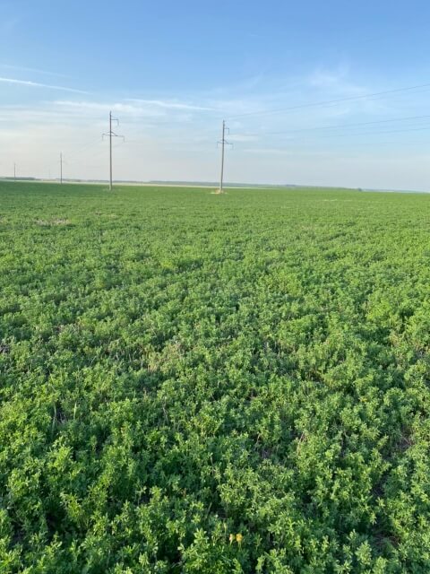 Пятое поле люцерны. Фото 17$Закладка корма для КРС. Пятое поле люцерны. Фото 17