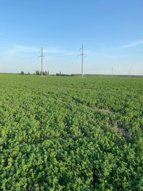 Пятое поле люцерны. Фото 15$Закладка корма для КРС. Пятое поле люцерны. Фото 15