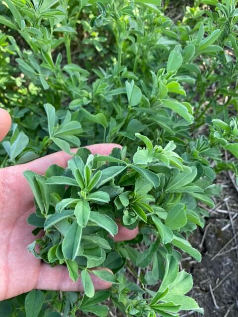 Второе поле люцерны. Фото 9$Закладка корма для КРС. Второе поле люцерны. Фото 9