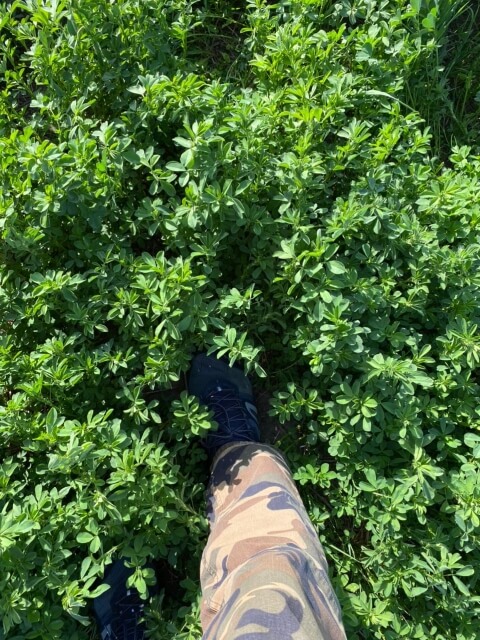 Второе поле люцерны. Фото 10$Закладка корма для КРС. Второе поле люцерны. Фото 10