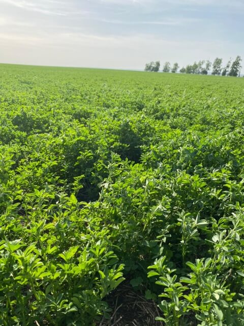 Первое поле люцерны. Фото 6$Закладка корма для КРС. Первое поле люцерны. Фото 6