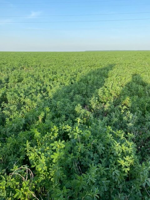 Пятое поле люцерны. Фото 16$Закладка корма для КРС. Пятое поле люцерны. Фото 16