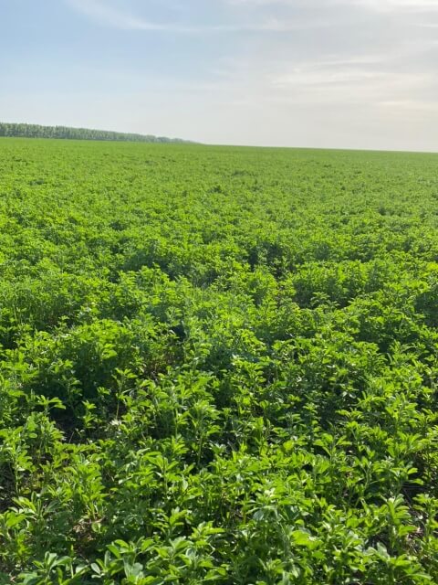 Первое поле люцерны. Фото 5$Закладка корма для КРС. Первое поле люцерны. Фото 5