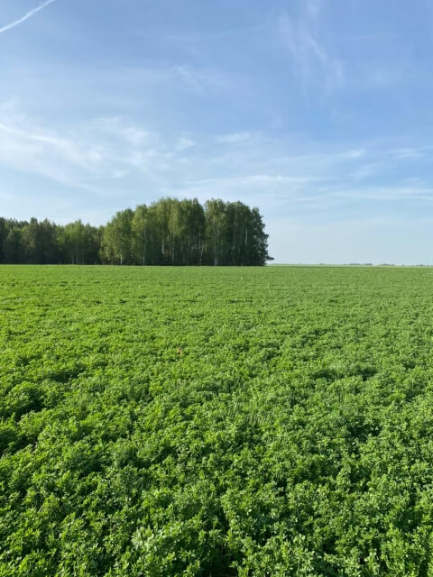 Второе поле люцерны. Фото 7$Закладка корма для КРС. Второе поле люцерны. Фото 7