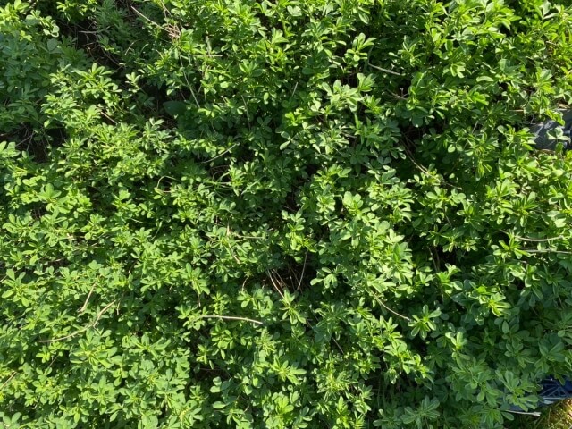 Второе поле люцерны. Фото 11$Закладка корма для КРС. Второе поле люцерны. Фото 11