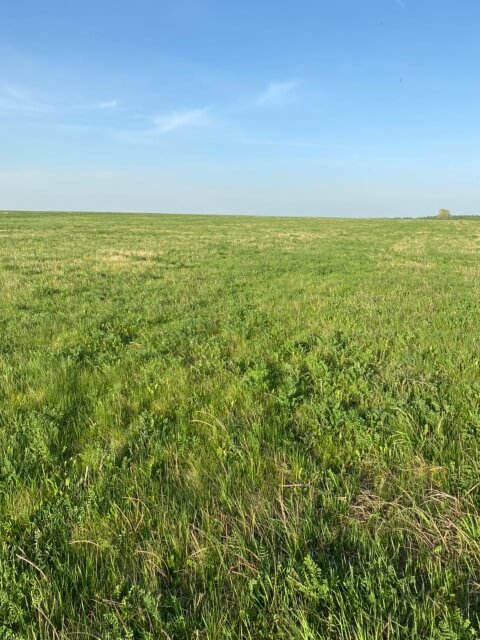 Четвертое поле люцерны. Фото 13$Закладка корма для КРС. Четвертое поле люцерны. Фото 13