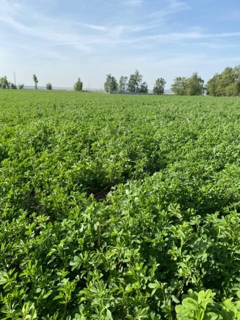 Первое поле люцерны. Фото 4$Закладка корма для КРС. Первое поле люцерны. Фото 4