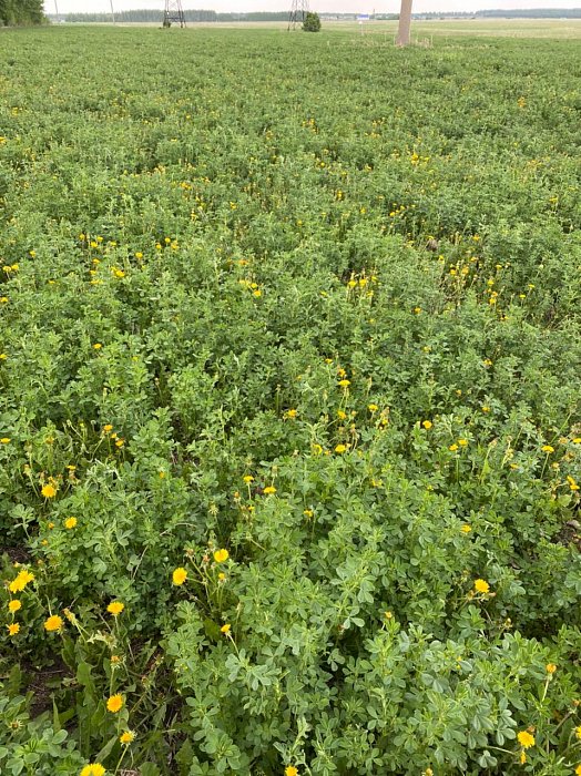 Аксубаево. Поле 78а, люцерна 2. Фото 45$Аксубаево. Поле 78а, Васильевка, люцерна 2. Фото 45