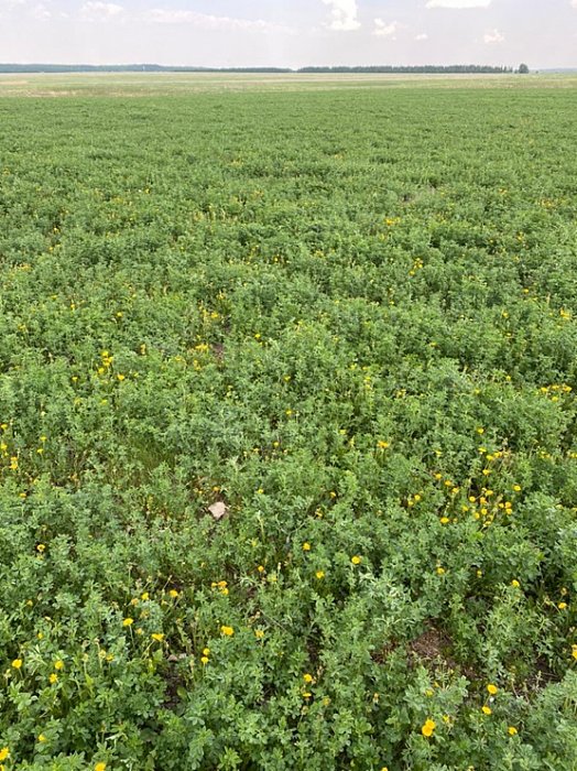 Дальнее поле перед закладкой кормов для КРС Фото 70$Фото дальнего поля перед закладкой кормов для КРС