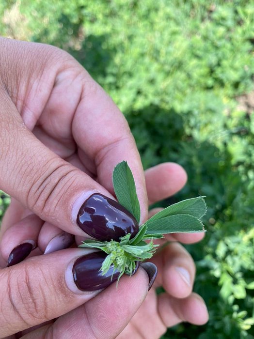 Аксубаево. Поле 64, люцерна 2 Фото 41$Аксубаево. Поле 64, люцерна 2 (возле леса). Фото 41