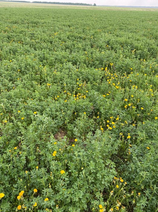 Аксубаево. Поле 78а, люцерна 1. Фото 44$Аксубаево. Поле 78а, Васильевка, люцерна 1. Фото 44