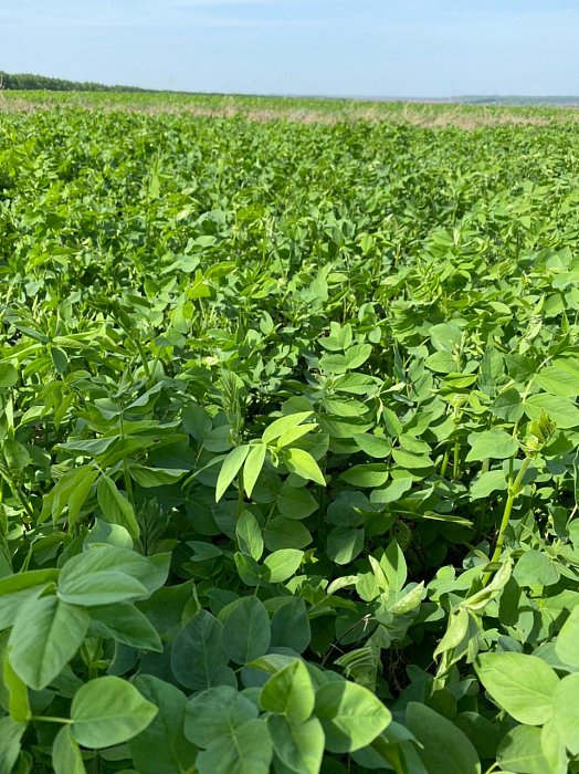 Поля 315 с козлятником под закладку корма КРС Фото 57$Поля 315 с козлятником под закладку корма КРС Фото 57