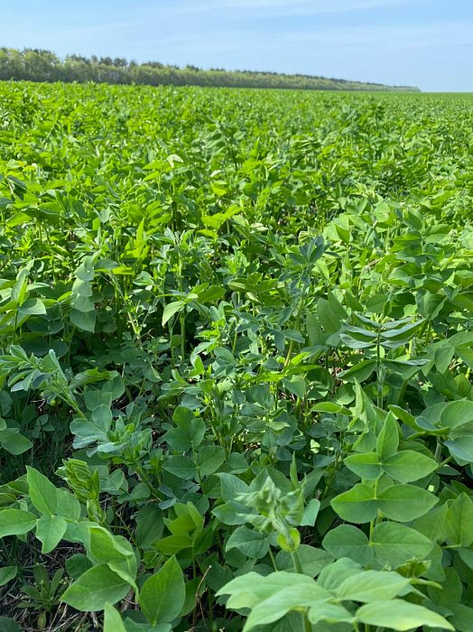 Поле 318. Фото 17$Состояние полей. Поле 318. Фото 17