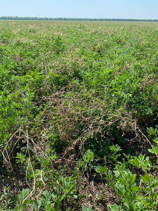 Чистополь. Поле 328. Фото 54$Чистополь. Поле 328. Люцерна 1 Фиков Колок Фото 54