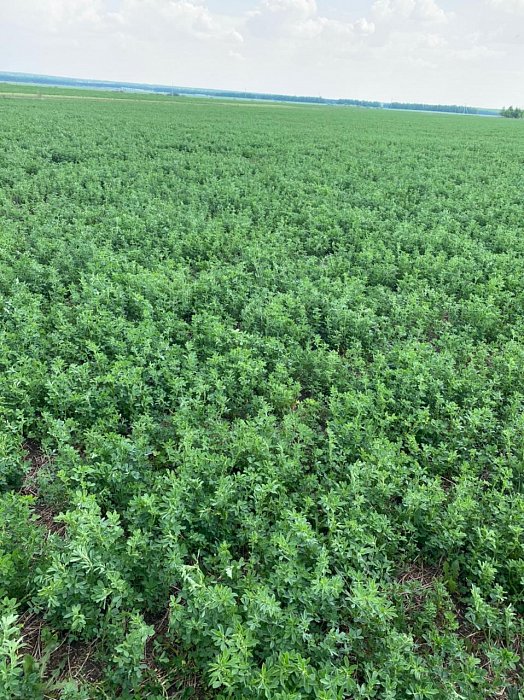 Аксубаево. Поле 51а, люцерна 1 Фото 32$Аксубаево. Поле 51а, люцерна 1 (рядом с эспарцетом). Фото 32