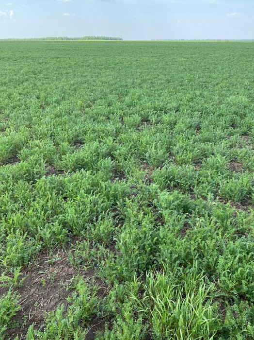 Аксубаево. Поле 51а, эспарцет 1. Фото 35$Аксубаево. Поле 51а, эспарцет 1. Фото 35