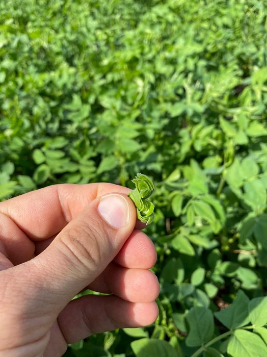 Поле 315. Фото 21$Состояние полей. Поле 315. Фото 21