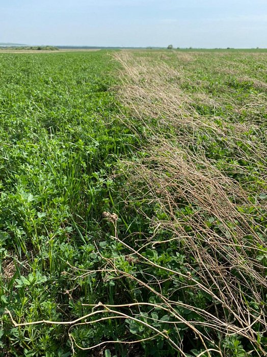 Люцерна – корм для КРС. Поле 328. ООО «Молко» Фото 61$Фото поля 328 с люцерной под закладку корма КРС