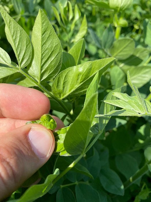 Чистополь. Поле 315. Фото 48$Чистополь. Поле 315. Козлятник 1 через дорогу. Фото 48