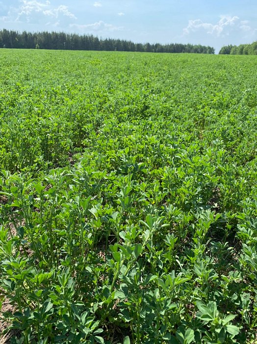 Аксубаево. Поле 64, люцерна 4  Фото 43$Аксубаево. Поле 64, люцерна 4 (возле леса). Фото 43