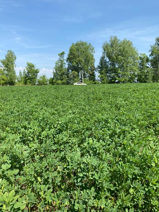 Аксубаево. Поле 63, люцерна 1 Фото 38$Аксубаево. Поле 63, люцерна 1 (скотомогильник). Фото 1