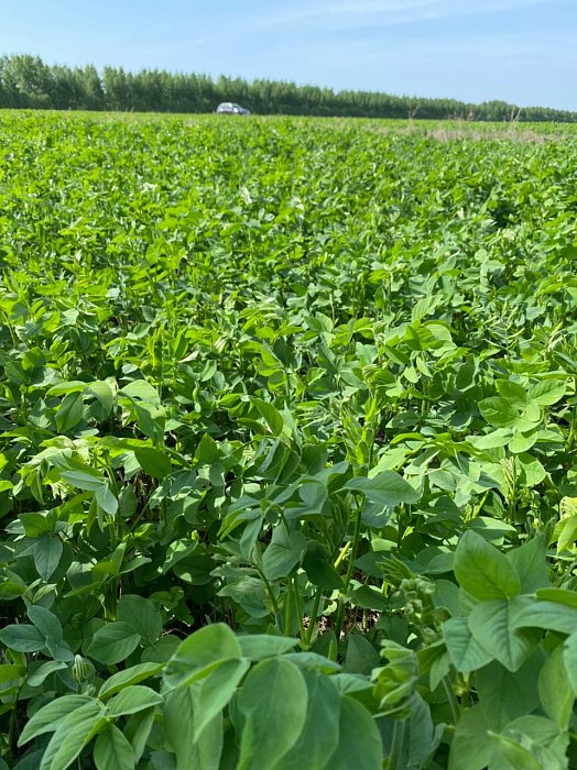 Поле 315. Фото 23$Состояние полей. Поле 315. Фото 23