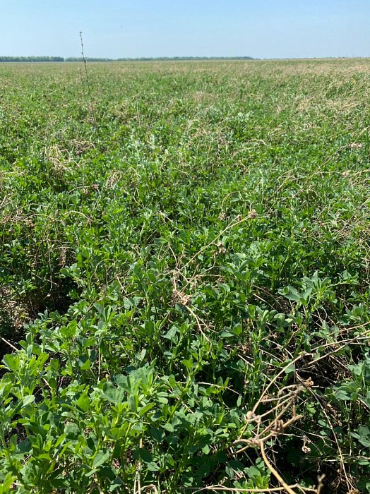 Чистополь. Поле 328. Фото 53$Чистополь. Поле 328. Люцерна Фиков Колок. Фото 53