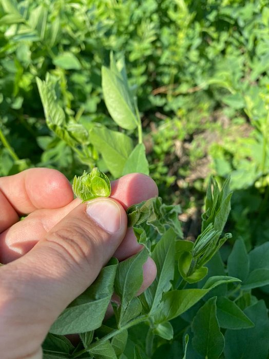 Чистополь. Поле 315. Фото 49$Чистополь. Поле 315. Козлятник 2 через дорогу. Фото 49