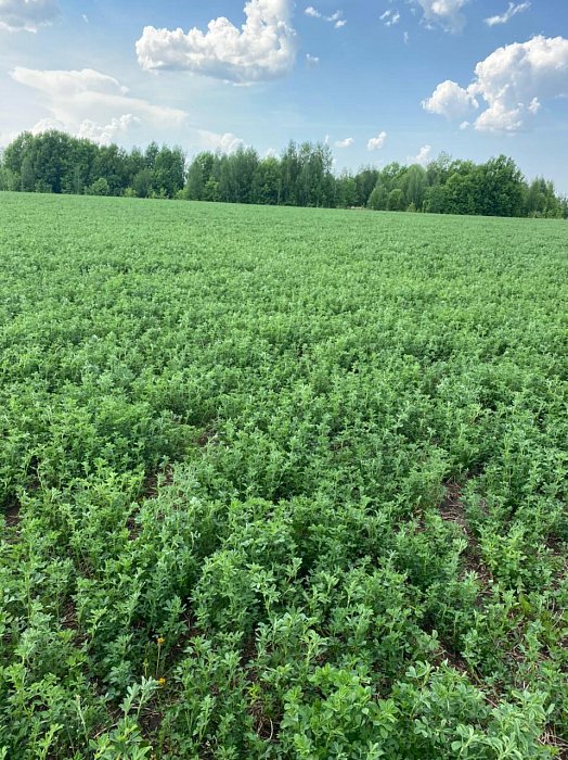 Аксубаево. Поле 51а, люцерна 1 Фото 33$Аксубаево. Поле 51а, люцерна 1 (рядом с эспарцетом). Фото 33