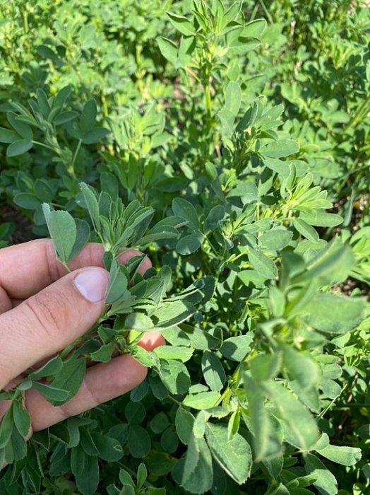 Люцерна с ближних полей к Саврушам – корм для КРС. Фото 66$Фото люцерны с ближних полей к Саврушам