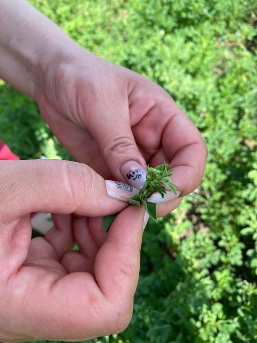 Аксубаево. Поле 64, люцерна 3 Фото 42$Аксубаево. Поле 64, люцерна 3 (возле леса). Фото 42