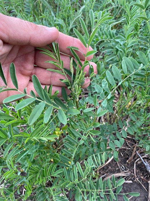 Аксубаево. Поле 51а, эспарцет 3. Фото 37$Аксубаево. Поле 51а, эспарцет 3. Фото 37