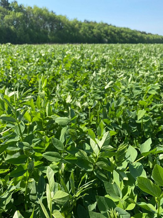 Чистополь. Поле 318. Фото 52$Чистополь. Поле 318. Козлятник 2 через дорогу. Фото 52