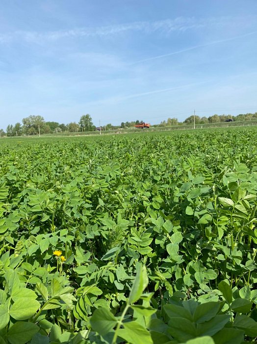 Поле 318. Фото 19$Состояние полей. Поле 318. Фото 19