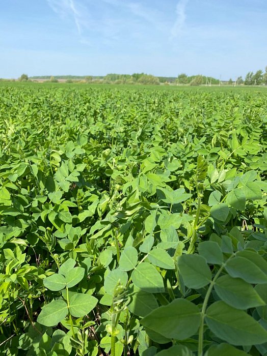Поле 318. Фото 18$Состояние полей. Поле 318. Фото 18