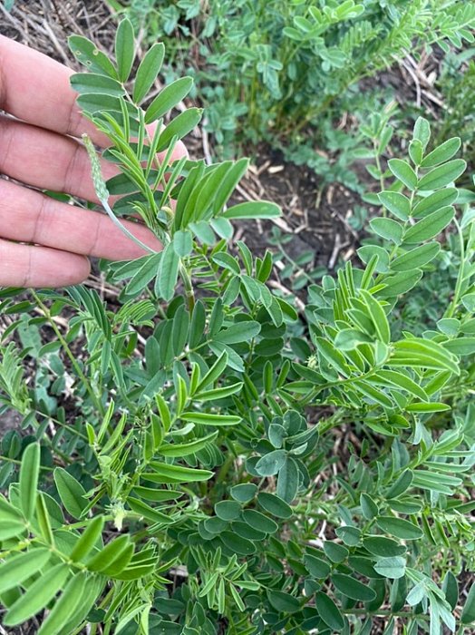 Эспарцет перед закладкой – корм для КРС. Фото 68$Фото эспарцета