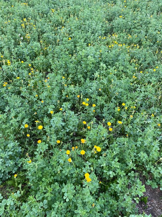 Аксубаево. Поле 78а, люцерна 4. Фото 47$Аксубаево. Поле 78а, Васильевка, люцерна 4. Фото 47