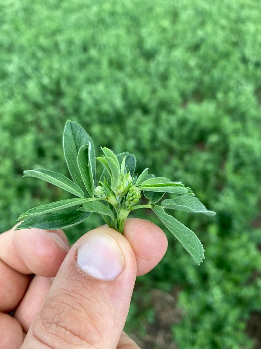 Аксубаево. Поле 51а, люцерна 3 Фото 34$Аксубаево. Поле 51а, люцерна 3 (рядом с эспарцетом). Фото 34