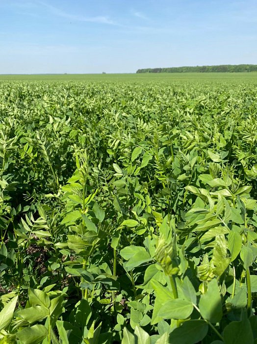 Чистополь. Поле 315. Фото 50$Чистополь. Поле 315. Козлятник 3 через дорогу. Фото 50