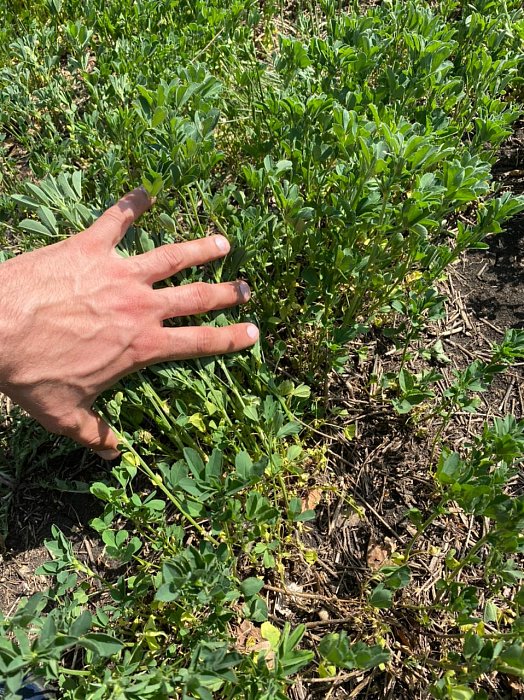 Аксубаево. Поле 63, люцерна 2 Фото 39$Аксубаево. Поле 63, люцерна 2 (скотомогильник). Фото 39