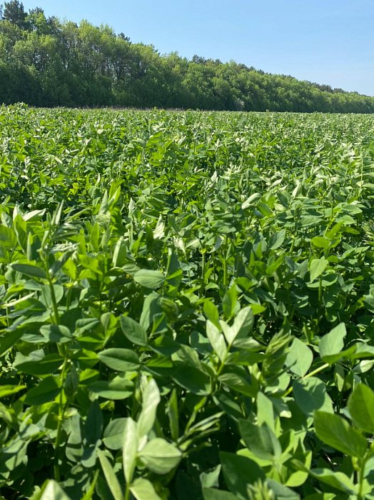 Чистополь. Поле 318. Фото 51$Чистополь. Поле 318. Козлятник 1 через дорогу. Фото 51