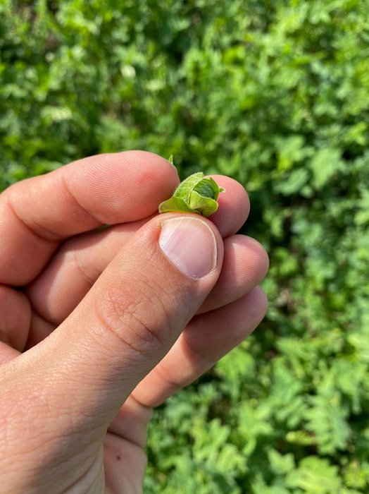 Поле 318. Фото 20$Состояние полей. Поле 318. Фото 20