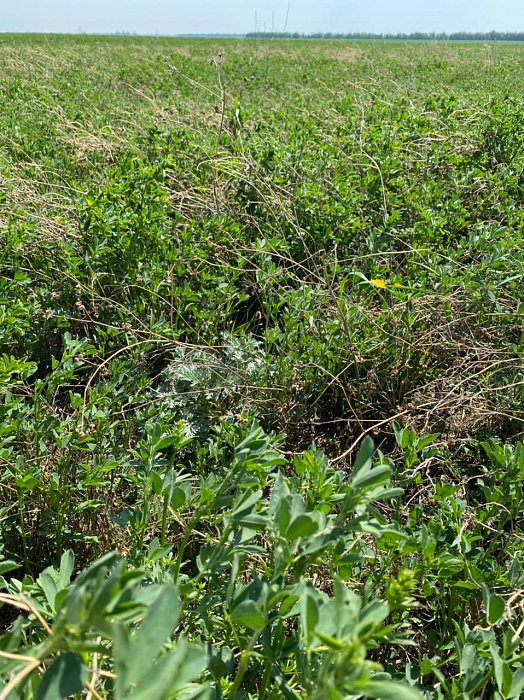 Чистополь. Поле 328. Фото 55$Чистополь. Поле 328. Фото 55